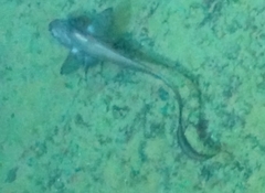 Coryphaenoides acrolepis