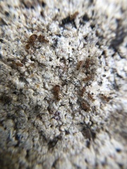 Pheidole bilimeki