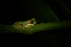 Duellmanohyla salvavida