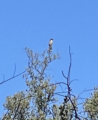 iNaturalist observation photo of California Scrub-Jay