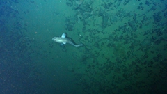 Coryphaenoides acrolepis