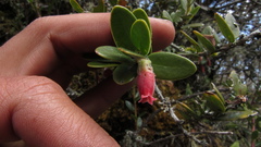 Plutarchia guascensis