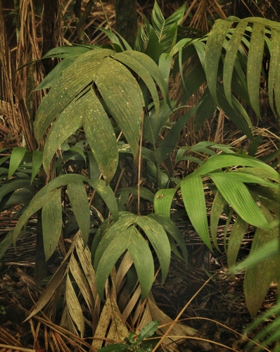 Geonoma gamiova · NaturaLista Mexico