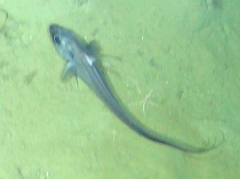 Coryphaenoides acrolepis