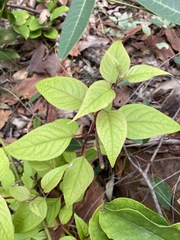 Deeringia amaranthoides