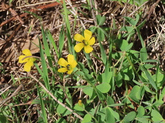 Oxalis pilosa