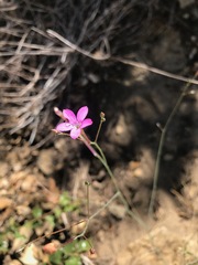 Saltugilia splendens