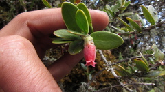 Plutarchia guascensis