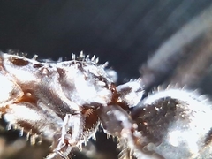 Myrmecocystus placodops