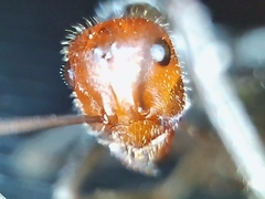 Myrmecocystus placodops