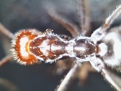 Myrmecocystus placodops