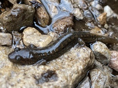 Desmognathus kanawha