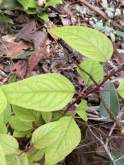 Deeringia amaranthoides