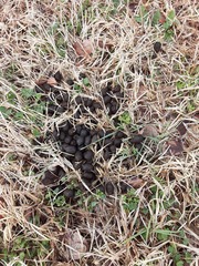 Odocoileus virginianus