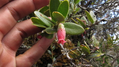 Plutarchia guascensis