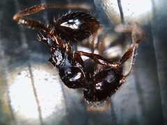 Pheidole xerophila