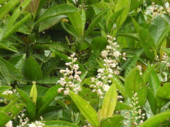 Miconia notabilis