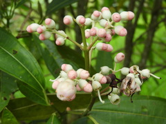 Miconia notabilis