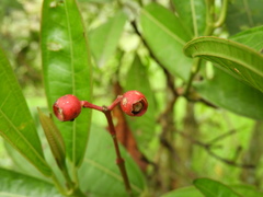 Miconia notabilis