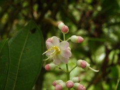 Miconia notabilis