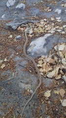 Salvadora hexalepis hexalepis