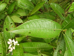 Miconia notabilis