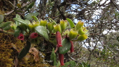 Plutarchia guascensis