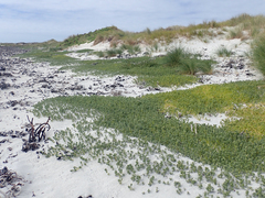 Atriplex billardierei