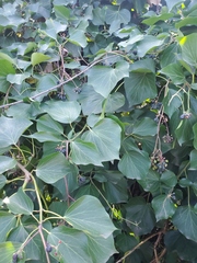 Hedera canariensis