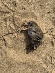 Oryzomys palustris