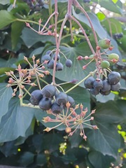 Hedera canariensis
