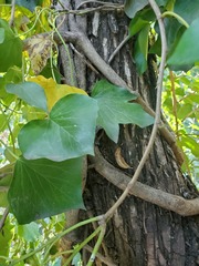 Hedera canariensis