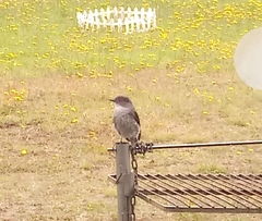 Pyrope pyrope fortis