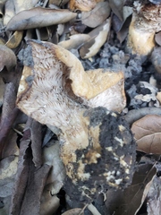 Lactarius