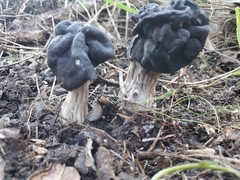 Helvella dryophila