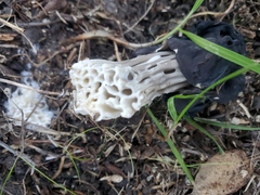 Helvella dryophila