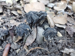Helvella dryophila