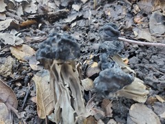 Helvella dryophila