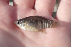 Fundulus xenicus
