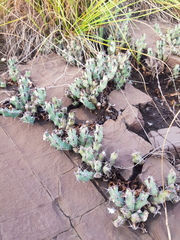 Euphorbia schinzii