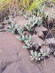 Euphorbia schinzii