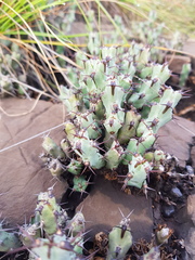 Euphorbia schinzii
