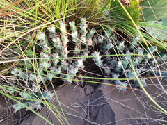 Euphorbia schinzii