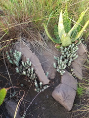Euphorbia schinzii