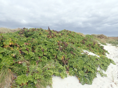 Sonchus grandifolius
