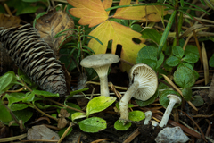 Spodocybe trulliformis