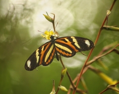Heliconius ethilla