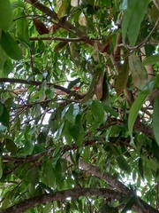 Piranga rubra