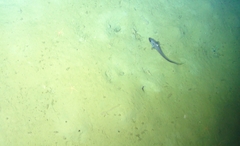 Coryphaenoides acrolepis