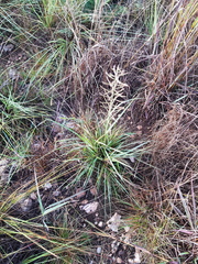 Pogonarthria squarrosa